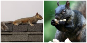 Squirrel - pest control