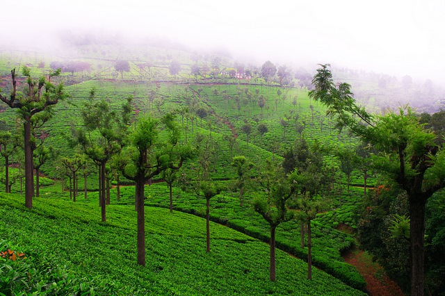 Yercaud – A Wistful Town In Tamil Nadu Consisting Miles Long Estates Of Coffee and Tea