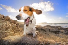 Canine Comfort On Holiday