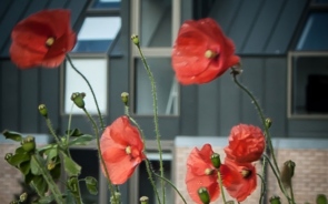 7 Reasons To Choose St Andrews University