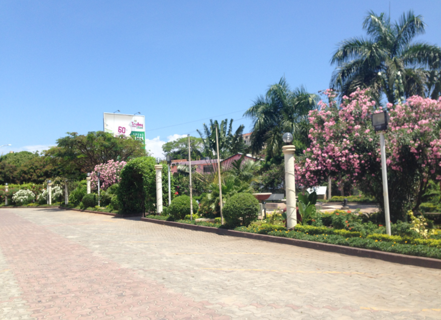 Why Palm Trees Have Bright Prospects For Both Sale and Purchase