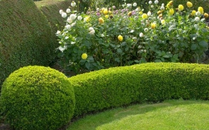 Uncovering The Advantages Of Adding A Garden Hedge