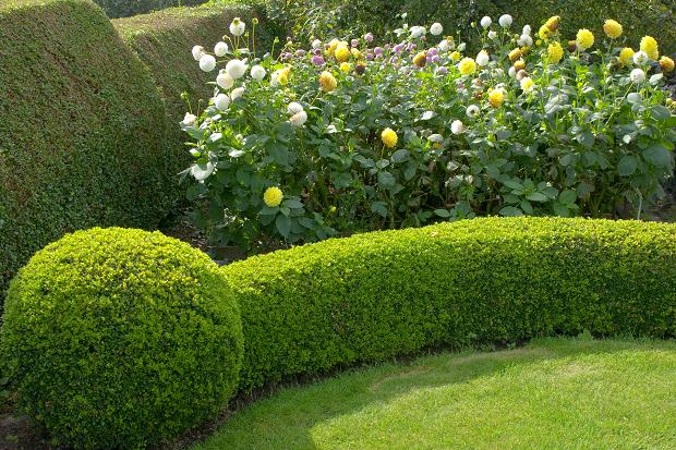 Uncovering The Advantages Of Adding A Garden Hedge