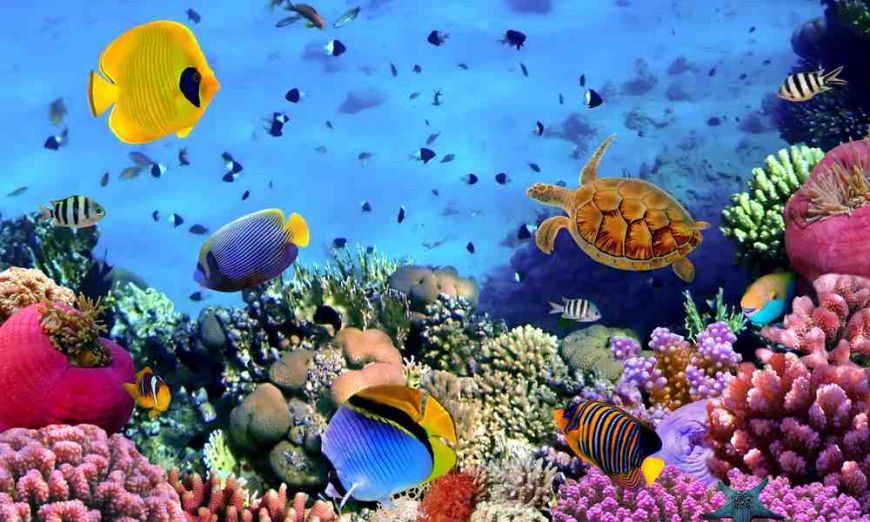 Top 5 Australia Down Underwater Diving Sites