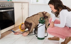 What Kind Of Damage Can Termites Do To My House?