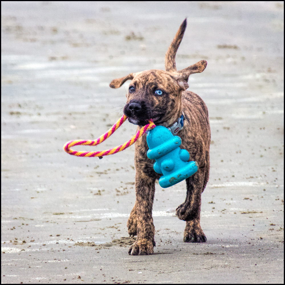 5 Ways To Keep Your Pup Safe While Traveling