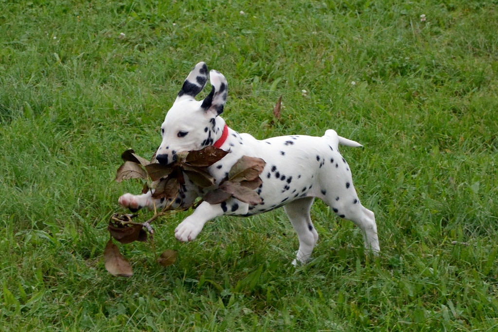 5 Ways To Keep Your Pup Safe While Traveling