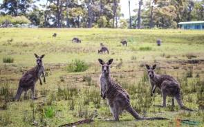 3 Places For Finding Wildlife In and Around Sydney
