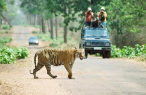 Tadoba Wildlife Safari