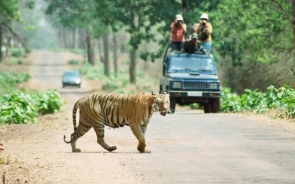 Tadoba Wildlife Safari