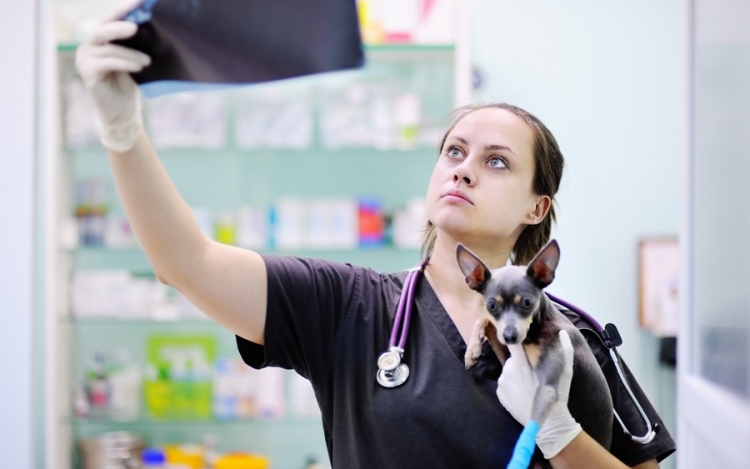 What Are The Qualities Of A Good Veterinarian Tech