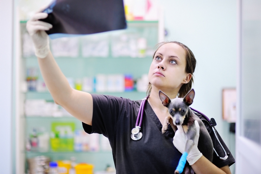 What Are The Qualities Of A Good Veterinarian Tech