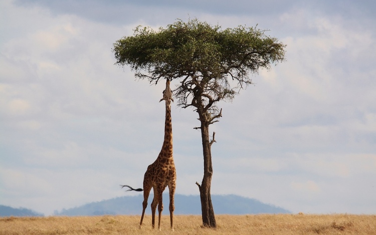 Important Travel Tips When You Visit Kenya