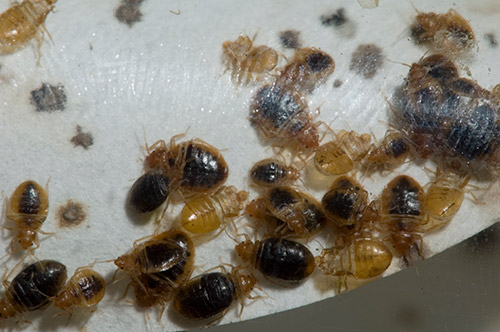 Top 5 Tips To Prevent or Control Bed Bugs