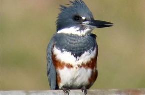 Harley Reagan- What Do Birds Symbolize In The Spiritual World For One?