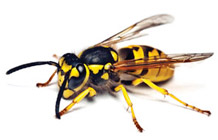 How To Get Rid Of Rodents And Keep Them Away