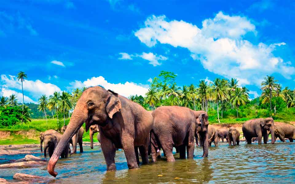 3 Tips For First-Time Travellers To Sri Lanka