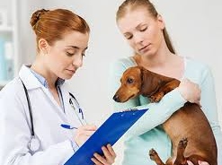 Finding Professional Vets For Your Pet Animal Is Necessary