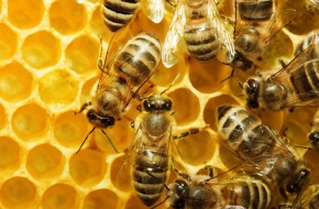 How To Get Rid Of Bees Naturally?