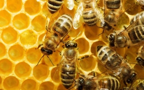 How To Get Rid Of Bees Naturally?