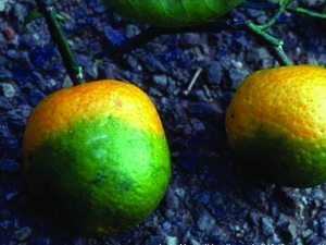 Citrus Greening Disease: Spreading in Florida