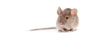 5 Benefits of Mice Control and Why You Shouldn’t Neglect It at Home