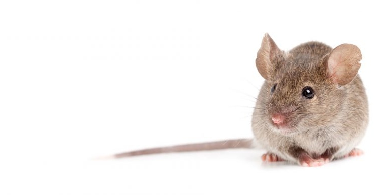 5 Benefits of Mice Control and Why You Shouldn’t Neglect It at Home