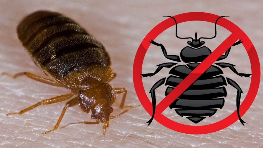 How To Get Rid Of Bed Bugs Inside Of Your Home