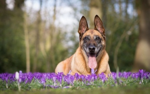 When Your Dog Is Sick