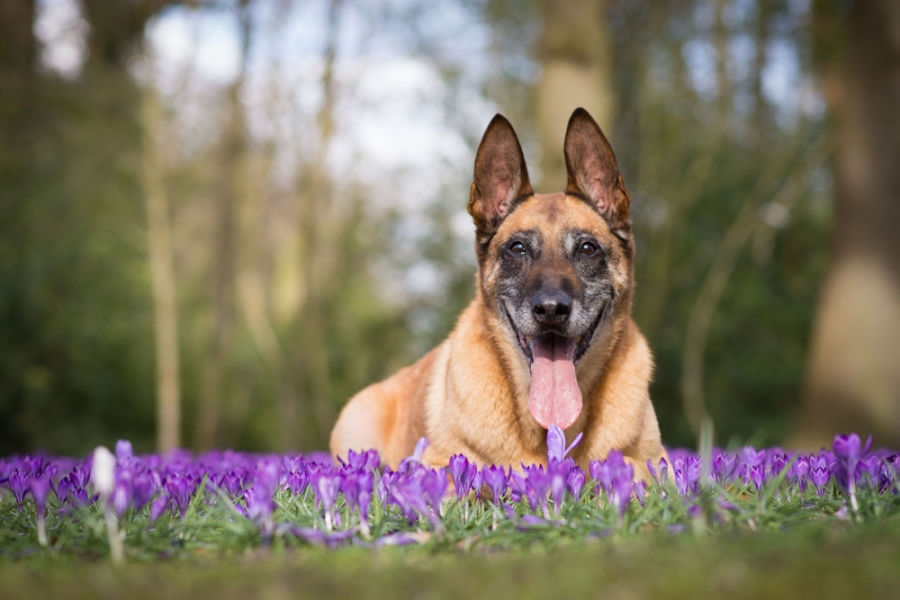 When Your Dog Is Sick